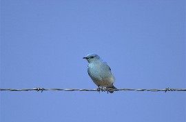 Mountain Bluebird habits